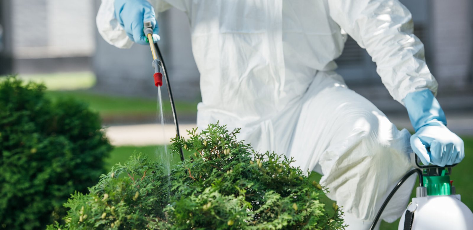 Managing pests and diseases in ornamental plants Cropped Image Of Pest Control Worker In Uniform Sp ETEVFUZ 2000x975