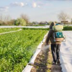 Male Farmer With A Mist Sprayer Processes Potato B A2ZKW8X 150x150