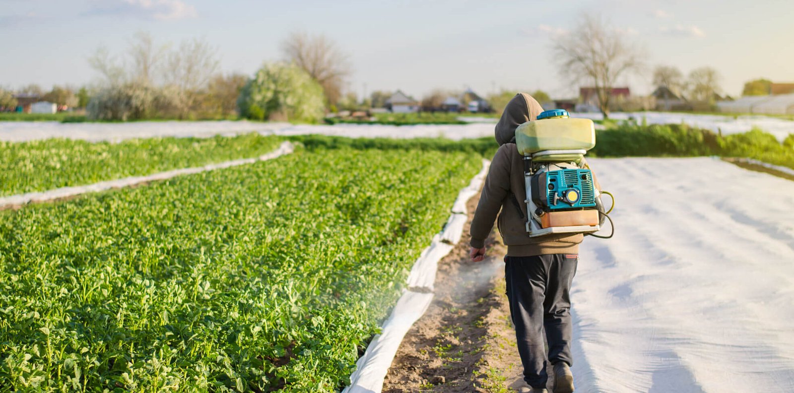 Male Farmer With A Mist Sprayer Processes Potato B A2ZKW8X 1969x975